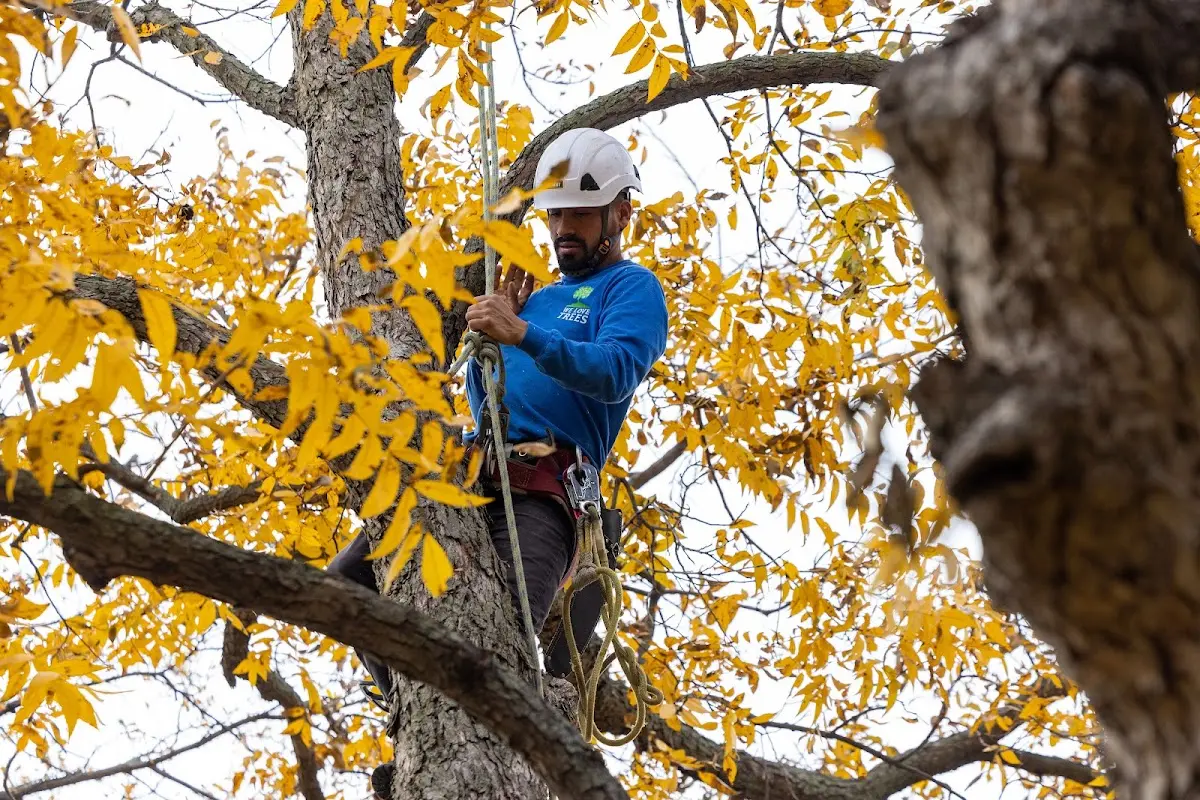 Skilled Tree Planting crew working in Brookfield